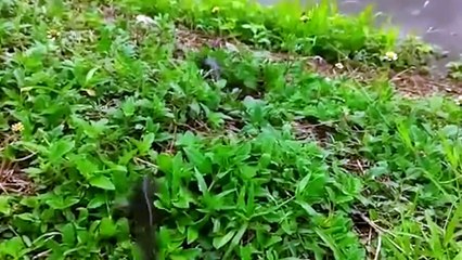 This Is Why Animals Die When This Fish Is Walking on Land