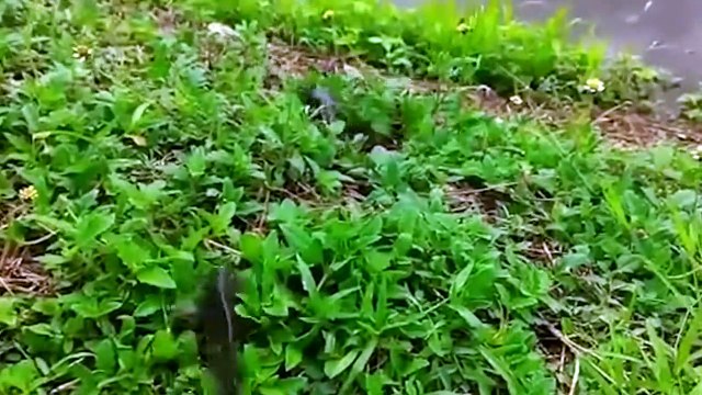 This Is Why Animals Die When This Fish Is Walking on Land