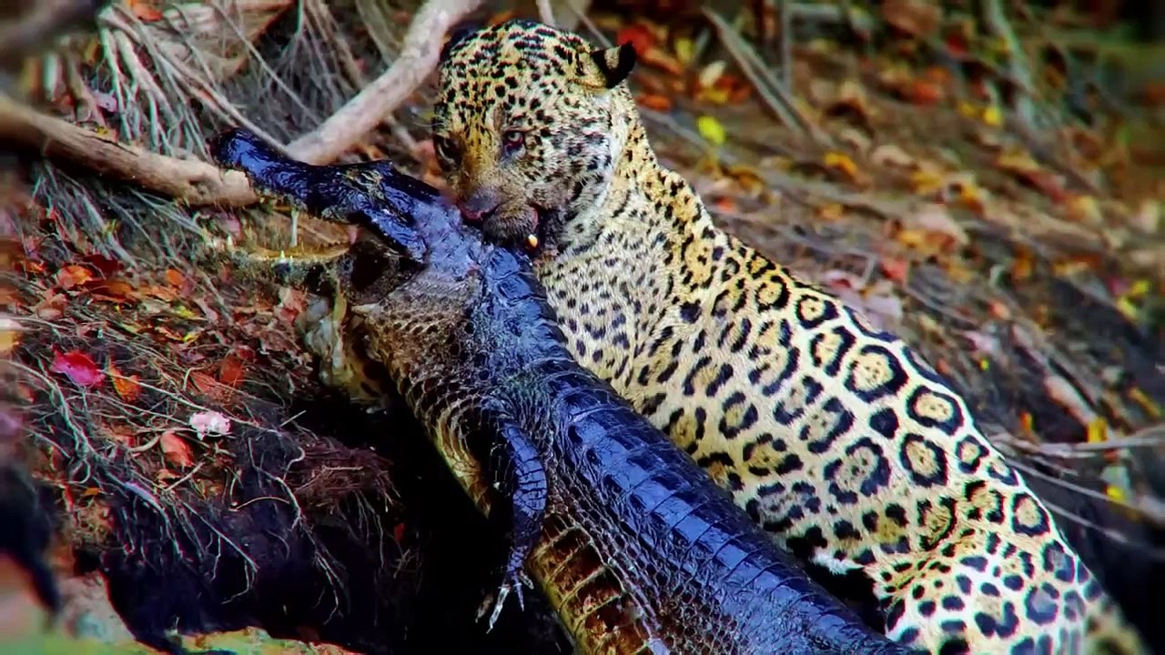 This Is Why Crocodiles Hate Jaguars