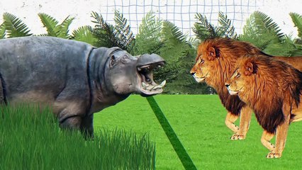 Why Aren’t Even Hippo Calves Afraid of Lions