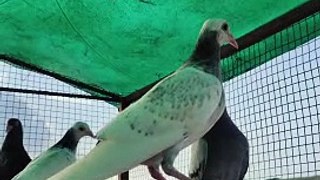 Beautiful Pigeons In The World