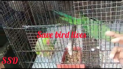 Talking parrot ll diamond dove