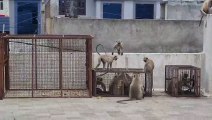 भीलवाड़ा में तीन सप्ताह से मचा रहे थे उत्पात, अब पिंजरे में 25 बंदर