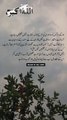 کچھ لوگوں کو اللہ موسی کی طرح لاڈلا رکھتا ہے   #Allah #islam #reels #reelsinstagram #explore #viral #urdupoetry #love #trending #videography #quotes