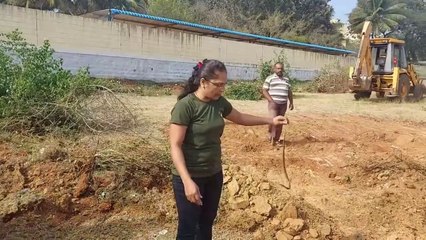 नाग को निकालने आया बुलडोज़र.. एकहि जगह मीले दो साँप.. Big cobra rescued by Madhu Nirzara