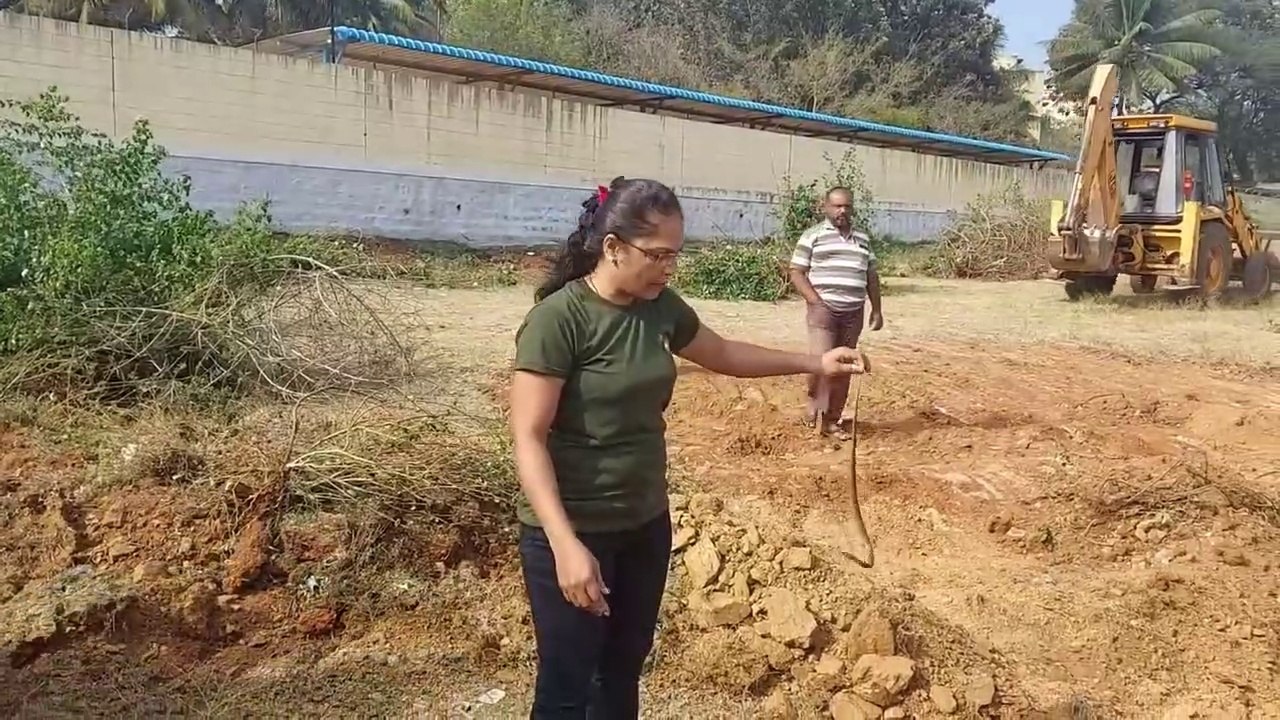 नाग को निकालने आया बुलडोज़र.. एकहि जगह मीले दो साँप.. Big cobra rescued by Madhu Nirzara