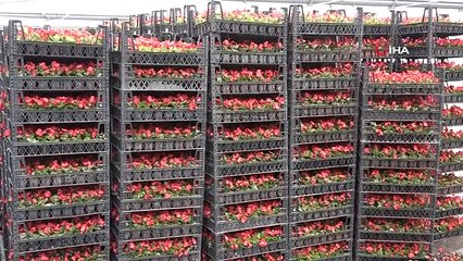 (Özel) 900 rakımda üretilen süs bitkileri daha uzun ömürlü oluyor