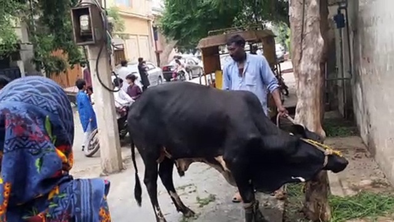COW QURBANI 2023 | BAKRA QURBANI 2023 | BAKRA EID VLOG | QURBANI 2023 | HEAVY BULL QURBANI