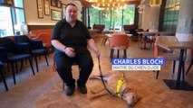 Au Royaume-Uni, les aveugles et malvoyants confrontés à une pénurie de chiens guides