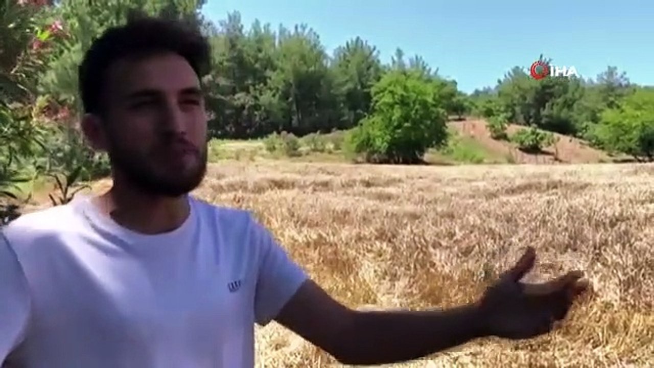 Die letzte Weizenernte erfolgte im schwierigen Gelände auf 800 Metern Höhe