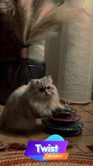 Twist du Charme d'Argent