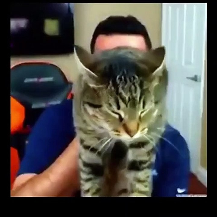 cool le chat