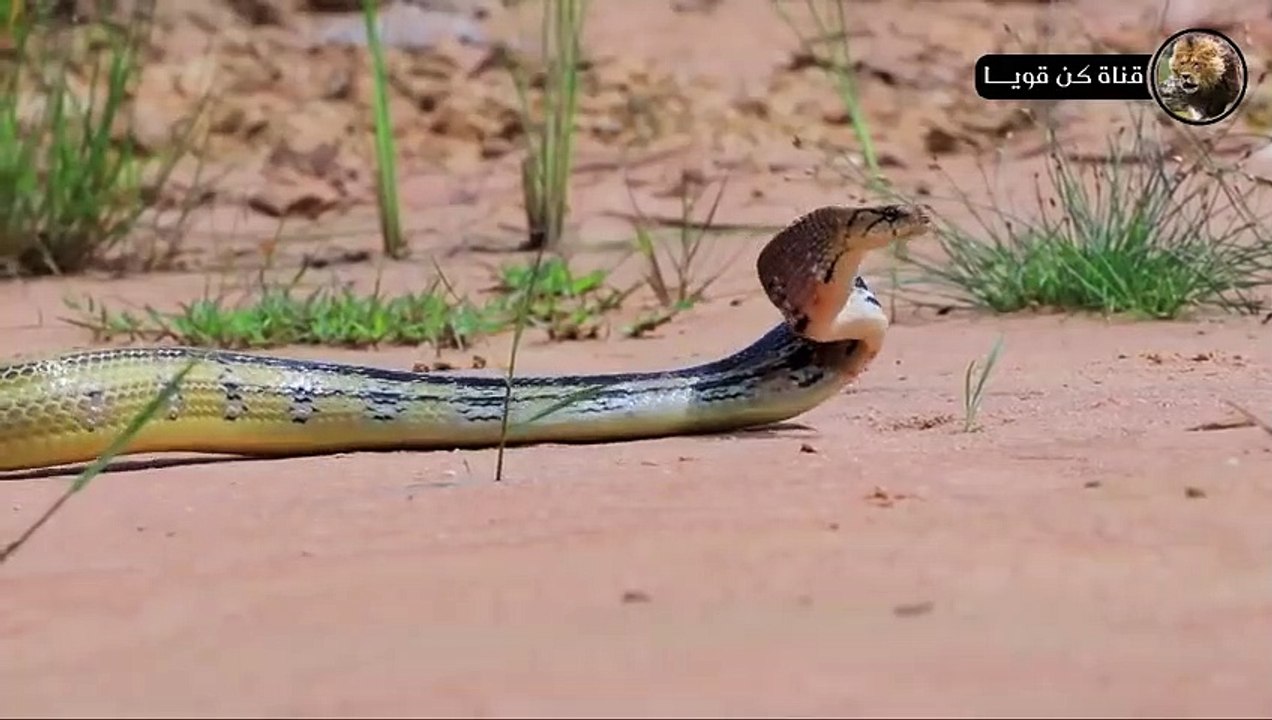 أخطر الحيوانات المفترسة في عالم الحيوان  مشهد لا يصدق