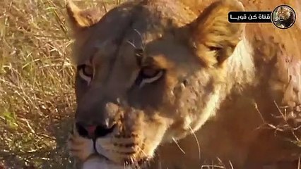 أسد جائع يصطاد خنزير بري بشكل لا يصدق  عالم الحيوانات المفترسة