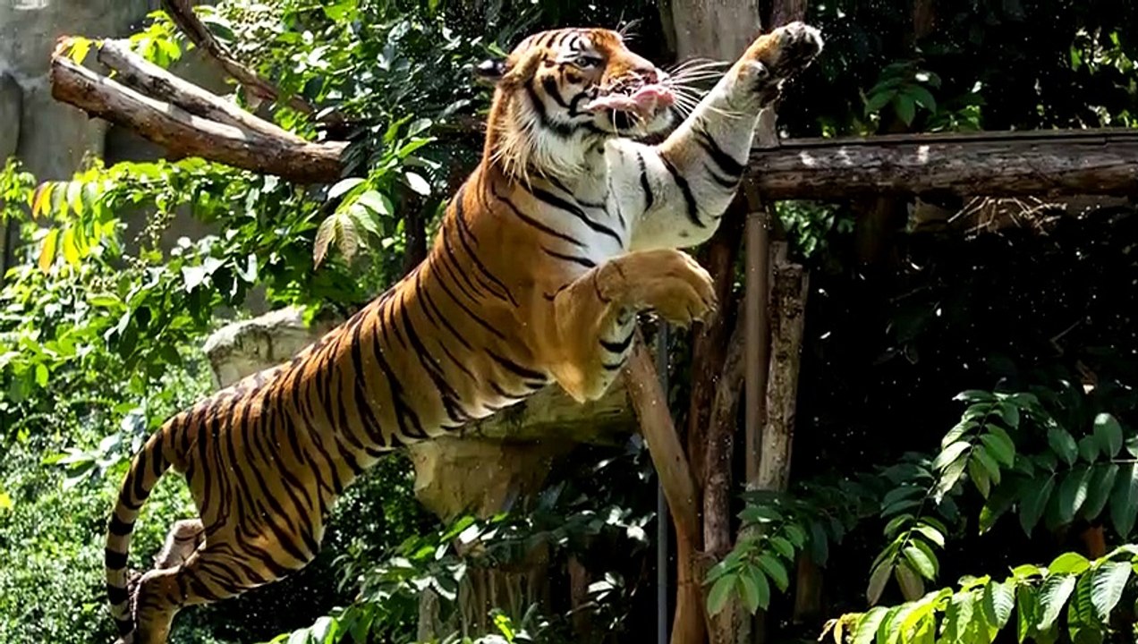 Tiger vs Löwe Wer Würde Gewinnen Vidéo Dailymotion
