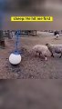 sheep fun TikTok Funny Videos 2023  #funny #foryou #fyp #funny #funnyvideo #tiktok #tiktokvideo #prank
