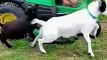 goat fun TikTok Funny Videos 2023  #funny #foryou #fyp #funny #funnyvideo #tiktok #tiktokvideo #prank