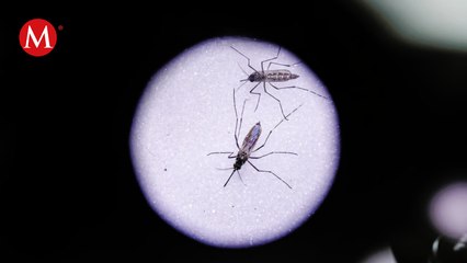 Autoridades reportan primer caso de dengue en Coahuila