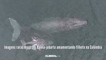 Imagens raras mostram baleia-jubarte amamentando filhote na Colômbia