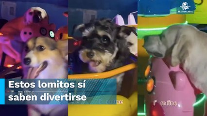 Suben a lomitos a un carrusel mecánico y conquistan las redes sociales