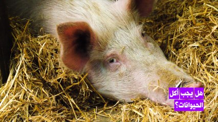 هل يجب إيقاف الانتاج الصناعي للحيوانات؟