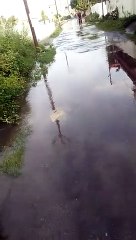 बलभद्रपुर वार्ड संख्या 26 में जलभराव , पार्षद अनिल नेगी (डब्बू) ने नगर निगम की कार्य प्रणाली पर जताई नाराजगी-