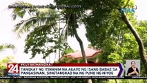 Tangkay ng itinanim na agave ng isang babae sa Pangasinan, singtaas na ng puno ng niyog | 24 Oras Weekend