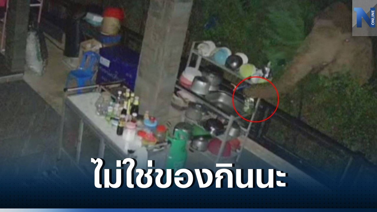 ช้างป่าภูหลวง 2 ตัว ออกหากินพืชผล บุกโรงครัวชาว...