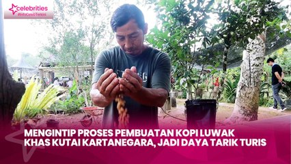 Mengintip Proses Pembuatan Kopi Luwak Khas Kutai Kartanegara, Jadi Daya Tarik Turis