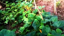 Vlog 56 | বাংলা চটি গল্প | American cabbage harvesting for many @Alisha