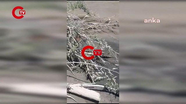 'Afşin-Elbistan Santrali'nin zehri canlı popülasyonunu bitirdi'