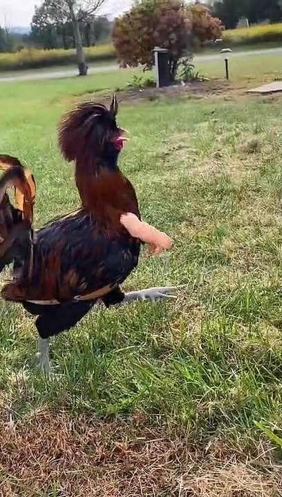 chicken