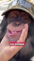 Cette chimpanzé a été libérée d’un laboratoire après 28 ans et sa réaction quand il découvre la lumière naturelle est bouleversante.