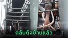 พลายศักดิ์สุรินทร์ คืนสู่มาตุภูมิ กลับถึงไทยโดยสวัสดิภาพ