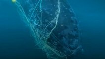 Rescuers free 33ft humpback whale struggling to breathe while entangled in net