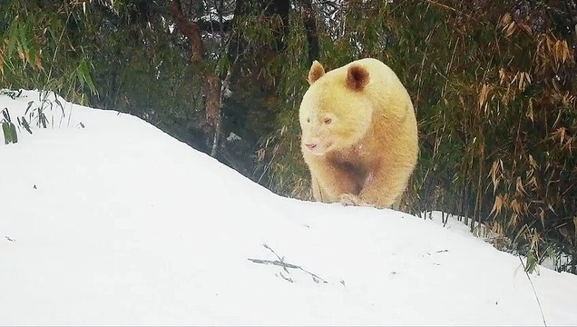 Cina, avvistato per la seconda volta un esemplare di panda bianco: il VIDEO