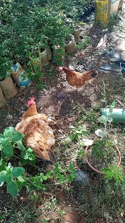 Fofuras amadas e queridas ❤