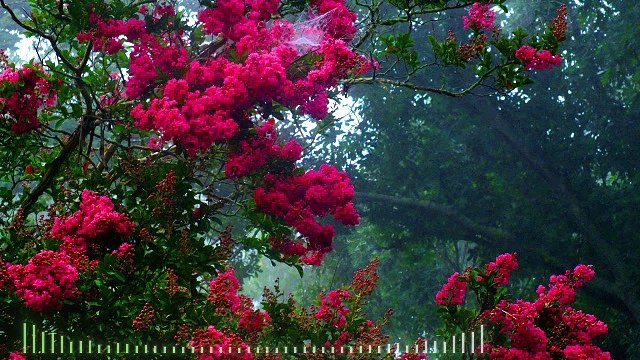 Wolfgang Amadeus Mozart-Symphony No.40 in G-Minor, K. 550 ‘Great’ IV. Finale, Allegro Assai-Classic-