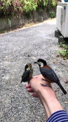 Mama Bird nourrit son poussin tout en étant perché sur la main