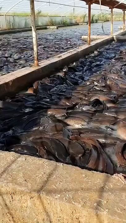 Ikan lele besar
