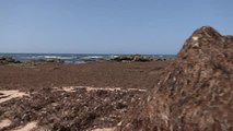 La invasión de algas en el litoral gaditano multiplica las cancelaciones en pleno mes de julio