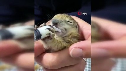 Anatolisches Erdhörnchen unter Schutz gestellt