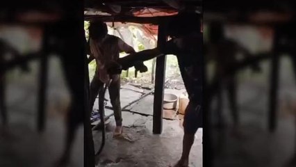 सिवनीमालवा: मकान के किचन में निकला 8 फीट लंबा सांप, किया गया रेस्क्यू