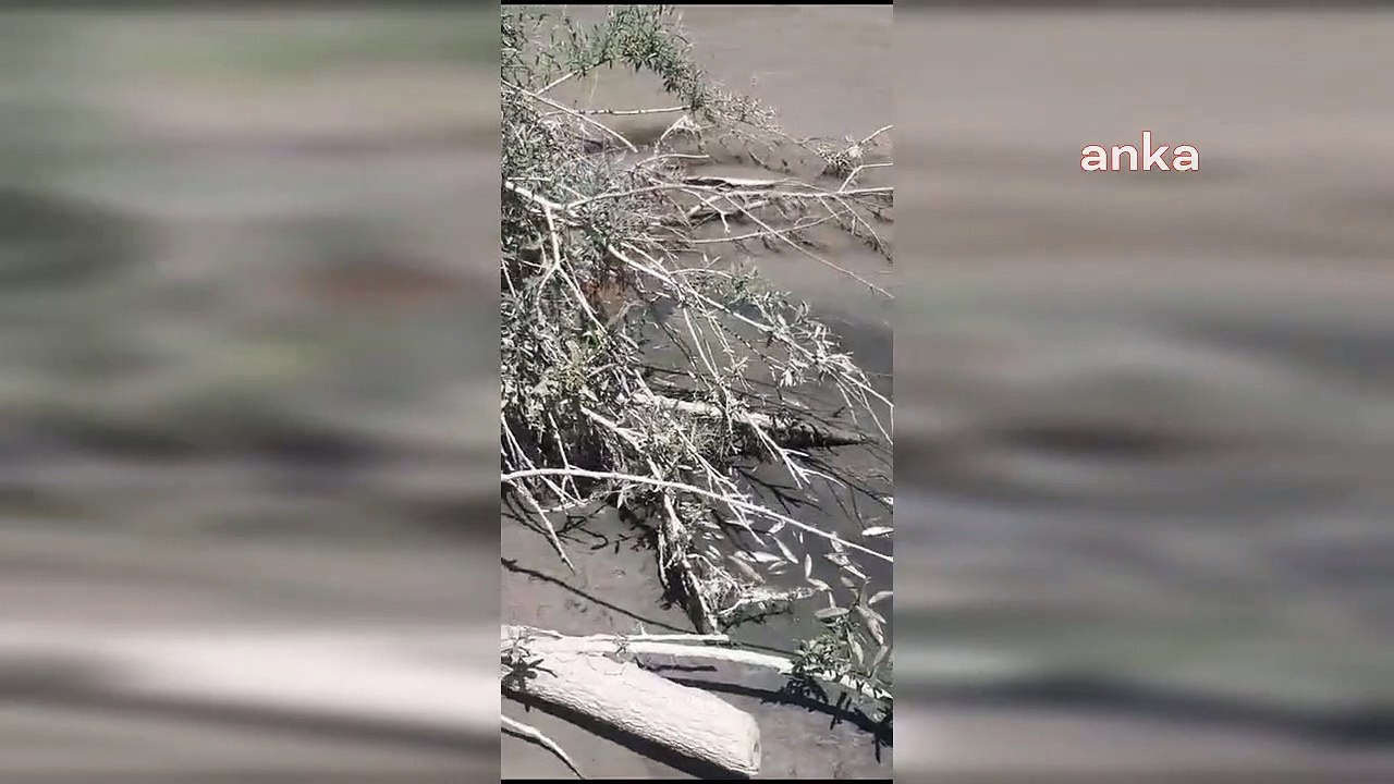 Ali Öztunç: 'Afşin-Elbistan Termik Santrali'nden kimyasal sızıntı yapılmış, çayda tüm canlılar bitmiş durumda'