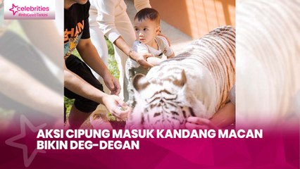 Aksi Cipung Masuk Kandang Macan Bikin Deg-degan
