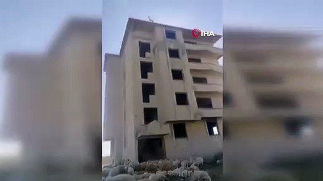 La chèvre quittant le troupeau est allée sur le toit du bâtiment de 6 étages