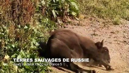 Cri très étrange de koala - ZAPPING SAUVAGE 33