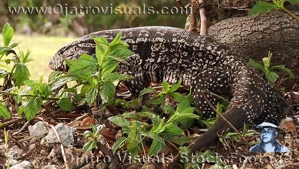 Tegu Attacks Dog 01 (2)