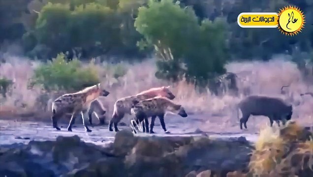مدهش..خنزير بري غاضب يواجه الضباع المفترسة!!!مشهد لا يصدق عالم الحيوان