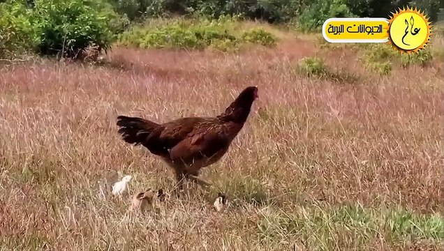 مدهش..عندما يتوحش النسر ويهاجم الخنزير البري مشهد لا يصدق الحياة البرية في عالم الحيوان
